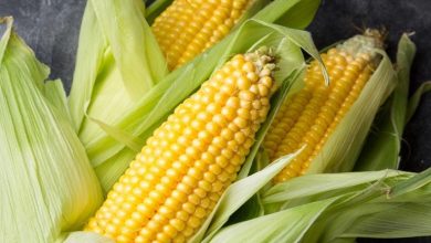 بهترین روش فریز کردن ذرت؛ دیگر نگران تمام شدن فصل ذرت نباشید
