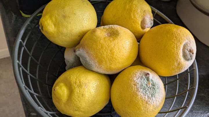 نگهداری صحیح از آبلیمو از نکات طلایی گرفتن تلخی و کپک نزدن آبلیمو نگهداری صحیح از آبلیمو از نکات طلایی گرفتن تلخی و کپک نزدن آبلیمو