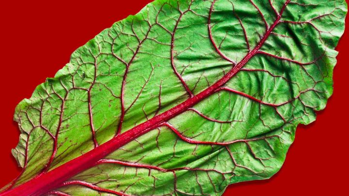 نیترات چیست؟