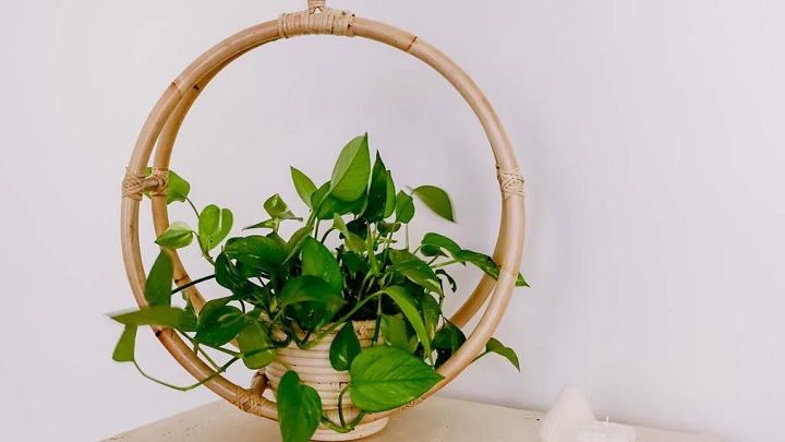 جدیدترین مدل‌های گلدان حصیری آویز