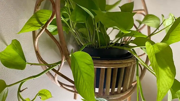 جدیدترین مدل‌های گلدان حصیری آویز