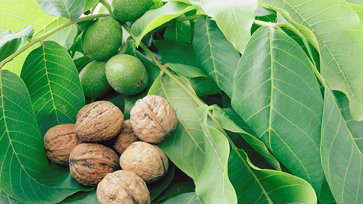 7 راهکار برای تشخیص گردوی باکیفیت با پوست سبز 7 راهکار برای تشخیص گردوی باکیفیت با پوست سبز