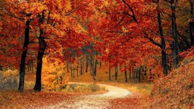 معروفترین جنگلهای پاییزی ایران؛ طبیعت بکر و چشمنواز