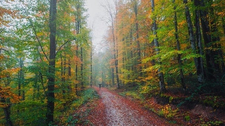 با معروفترین جنگلهای پاییزی ایران آشنا شوید با معروفترین جنگلهای پاییزی ایران آشنا شوید