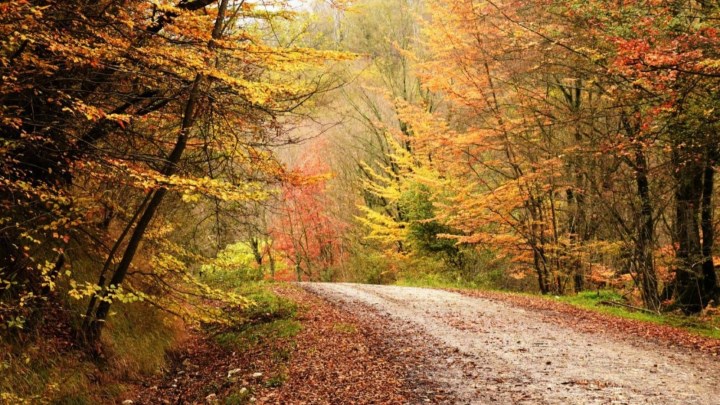 جنگل ناهارخوران گلستان جنگل ناهارخوران گلستان