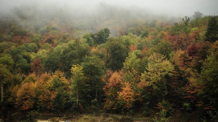جنگل واز مازندران؛ از معروفترین جنگلهای پاییزی ایران جنگل واز مازندران؛ از معروفترین جنگلهای پاییزی ایران