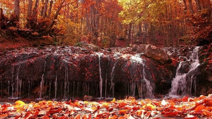 جنگل انجیلی مازندران جنگل انجیلی مازندران