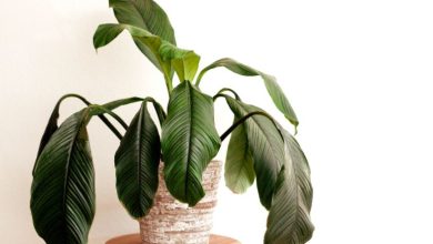 ترفندهای احیا و درمان کردن گیاهان پژمرده خانگی