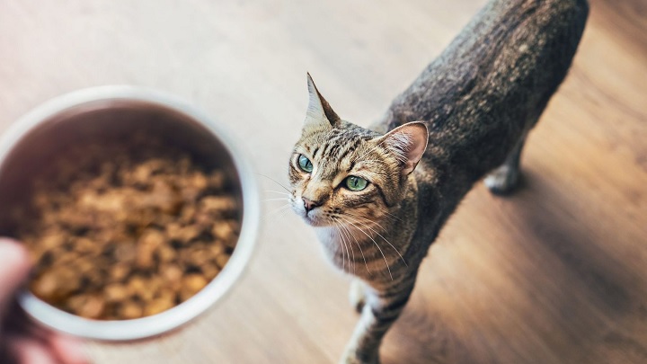 غذا دادن به گربههای از کارهای لذت بخش پاییزی غذا دادن به گربههای از کارهای لذت بخش پاییزی