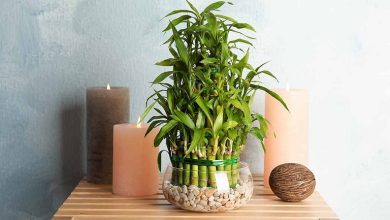 12 راز خوب نگه داشتن گیاه بامبو در آب و خاک + نکات