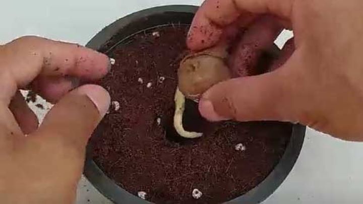 چگونه گردو را در گلدان بکارید چگونه گردو را در گلدان بکارید