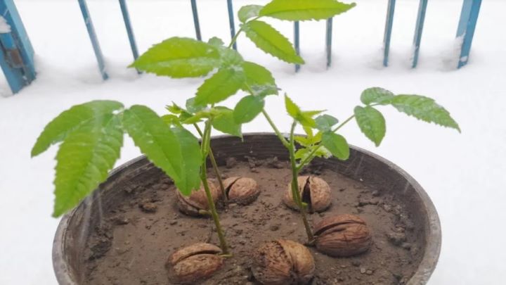 روش کاشت گردو در گلدان روش کاشت گردو در گلدان