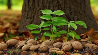 روش جالب کاشت گردو در گلدان