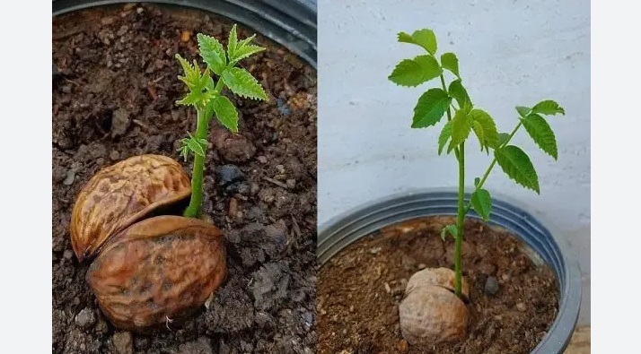 کاشت گردو در گلدان کاشت گردو در گلدان