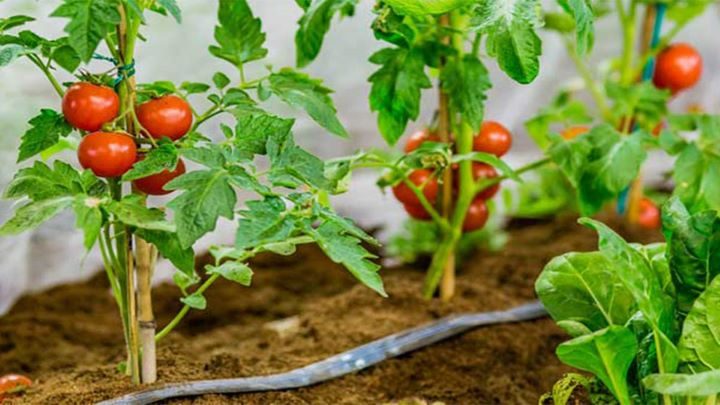 کاشت گوجه فرنگی گیلاسی در گلدان کاشت گوجه فرنگی گیلاسی در گلدان