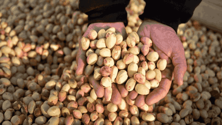 کاربرد پوست پسته تازه