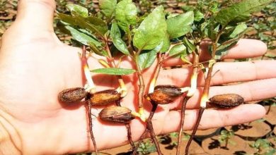 بذر پسته را در بطری نوشابه بکارید!