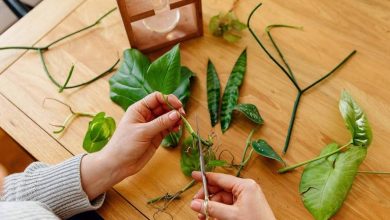 نحوه تکثیر گیاهان آپارتمانی از طریق برگ