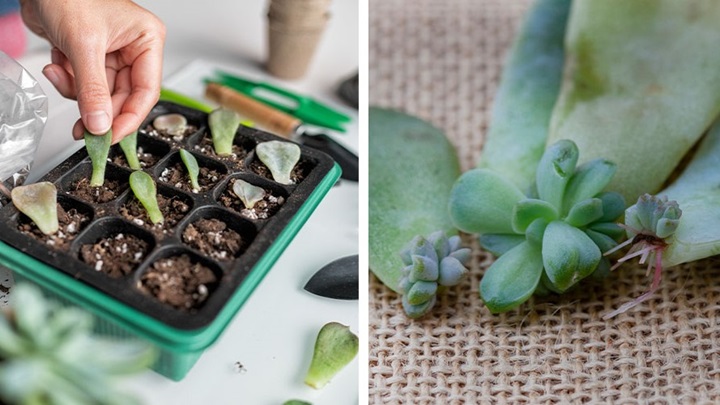 روش تکثیر گیاهان آپارتمانی روش تکثیر گیاهان آپارتمانی