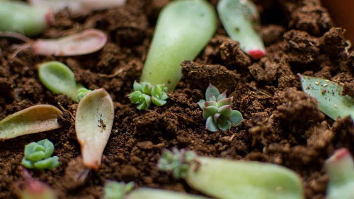 چگونه گیاهان آپارتمانی را از طریق برگ تکثیر کنیم؟ چگونه گیاهان آپارتمانی را از طریق برگ تکثیر کنیم؟