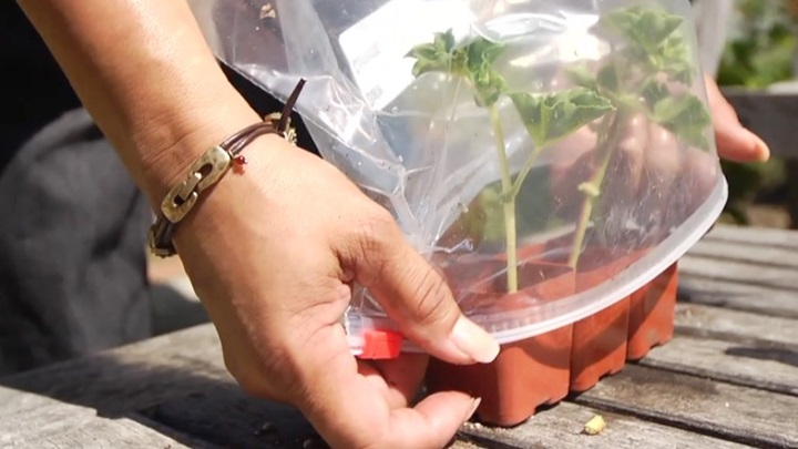 نکات مهم برای تکثیر گیاه آپارتمانی از طریق برگ نکات مهم برای تکثیر گیاه آپارتمانی از طریق برگ