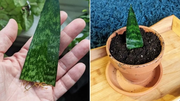 روش تکثیر گیاه آپارتمانی با برگ روش تکثیر گیاه آپارتمانی با برگ