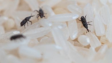 با برنج شپشک زده چکار کنیم؟ 7 روش برای از بین بردن آن