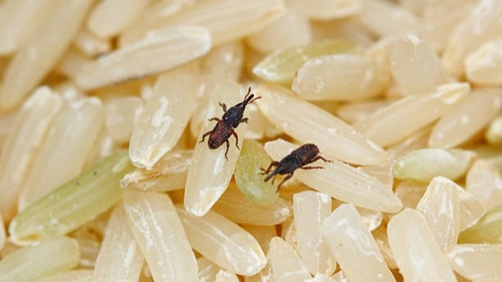 چگونه شپشک برنج را از بین ببریم؟ چگونه شپشک برنج را از بین ببریم؟