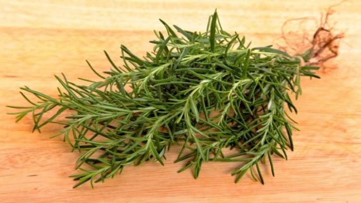 تکثیر گیاه رزماری در خانه تکثیر گیاه رزماری در خانه