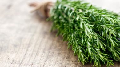 آموزش پرورش و تکثیر رزماری در منزل