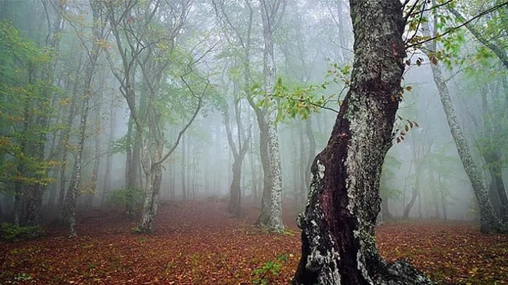 جنگل الیمستان؛ یک پیشنهاد برای سفر یک روزه در پاییز جنگل الیمستان؛ یک پیشنهاد برای سفر یک روزه در پاییز