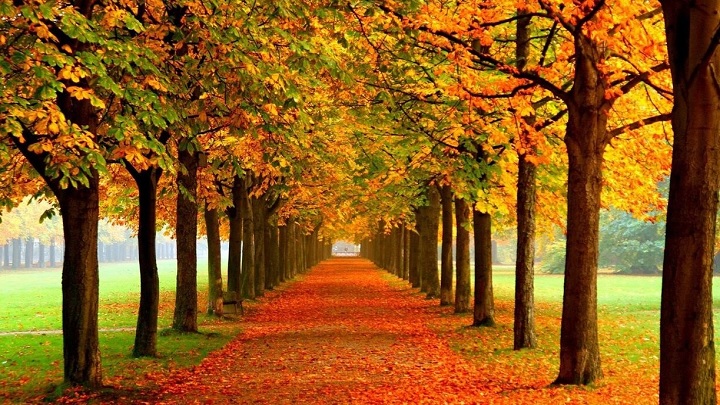 جنگل النگدره کجاست؟ جنگل النگدره کجاست؟