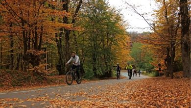 جنگل النگدره در پاییز؛ جایی که شما را به دنیایی دیگر میبرد