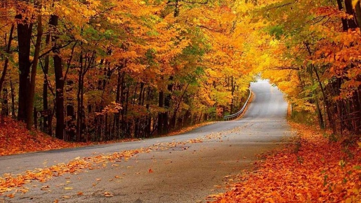 چرا فصل پاییز به جنگل النگدره سفر کنیم؟ چرا فصل پاییز به جنگل النگدره سفر کنیم؟