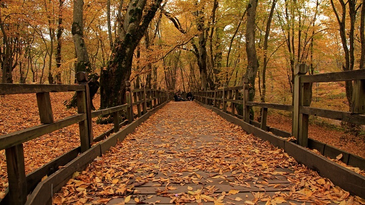 آب و هوای جنگل النگدره در پاییز آب و هوای جنگل النگدره در پاییز