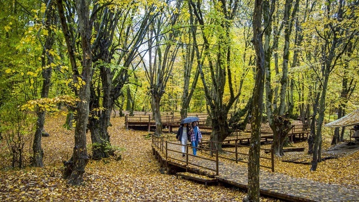 مکانهای دیدنی و تفریحات جنگل النگدره مکانهای دیدنی و تفریحات جنگل النگدره