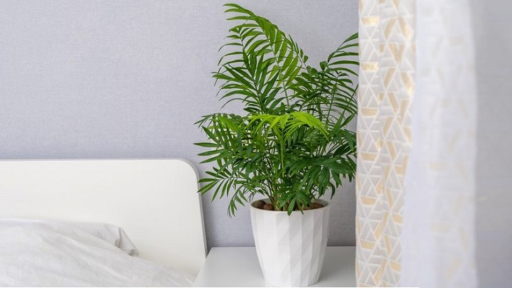 نخل شامادورا یکی از گیاهان اکسیژن ساز ناسا نخل شامادورا یکی از گیاهان اکسیژن ساز ناسا