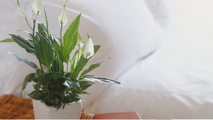 اسپاتی فیلوم یک گیاه اکسیژن ساز آپارتمانی اسپاتی فیلوم یک گیاه اکسیژن ساز آپارتمانی