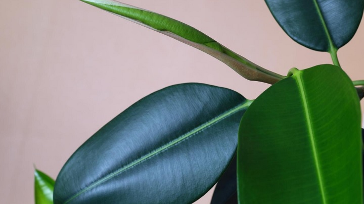 فیکوس یک گیاهان آپارتمانی تصفیه کننده هوا و اکسیژن ساز فیکوس یک گیاهان آپارتمانی تصفیه کننده هوا و اکسیژن ساز