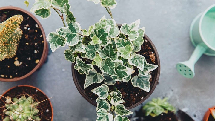 بهترین گیاهان آپارتمانی اکسیژن ساز در فصل پاییز بهترین گیاهان آپارتمانی اکسیژن ساز در فصل پاییز