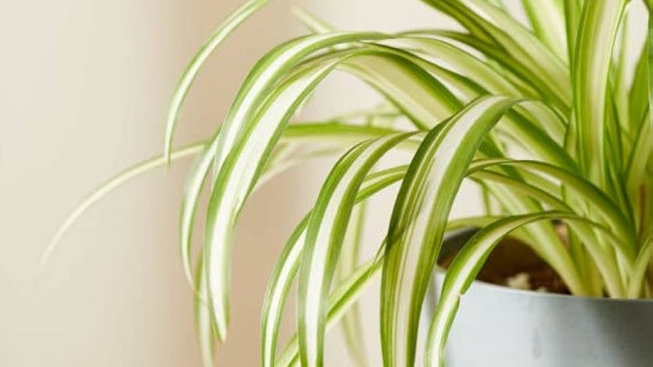 گیاه آپارتمانی گندمی گیاه آپارتمانی گندمی