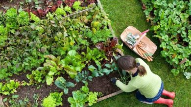 آموزش مرحله به مرحله پرورش سبزیجات پاییزی در خانه