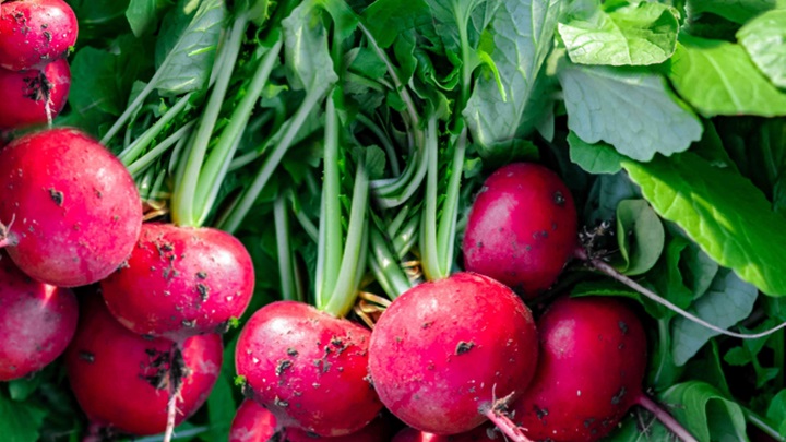 با این روش‌ها در پاییز هم باغچه شما سرسبز و با طراوات خواهد بود