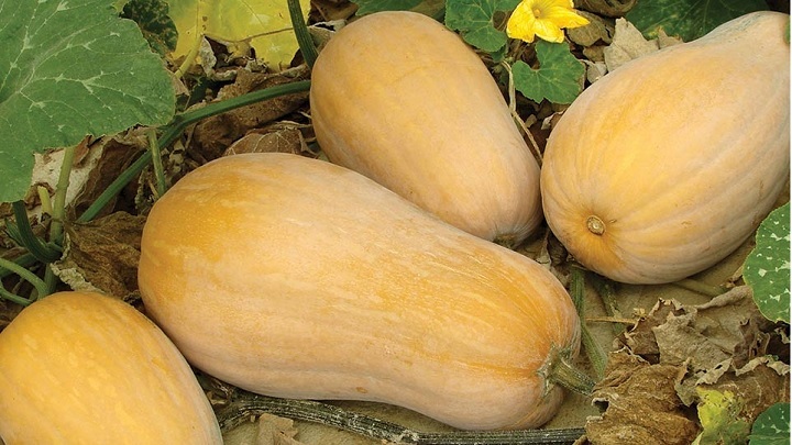 چطور یک کدو حلوایی مرغوب بخریم؟ چطور یک کدو حلوایی مرغوب بخریم؟