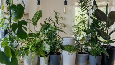این 17 گیاه آپارتمانی به هیچ مراقبت خاصی نیاز ندارند