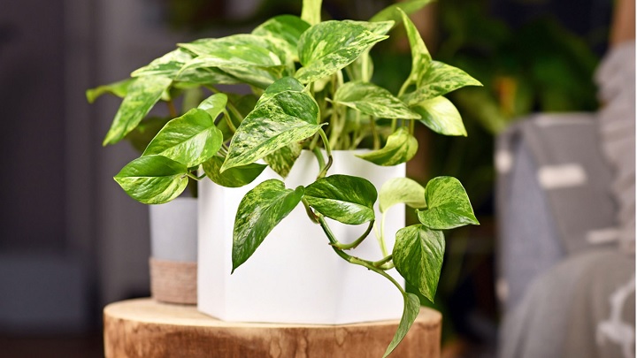 لیست گیاهان آپارتمانی که به هیچ مراقبتی نیاز ندارند