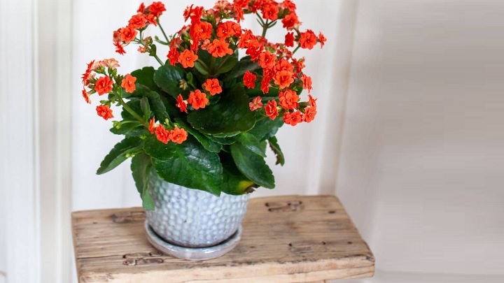 کالانکوئه از گل‌های آپارتمانی مقاوم