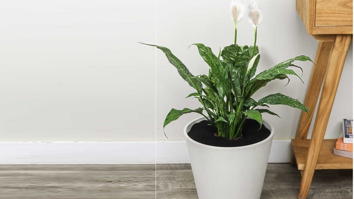 اسپاتی فیلوم از گیاهان آپارتمانی مقاوم