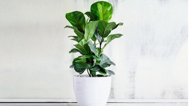 فیکوس لیراتا