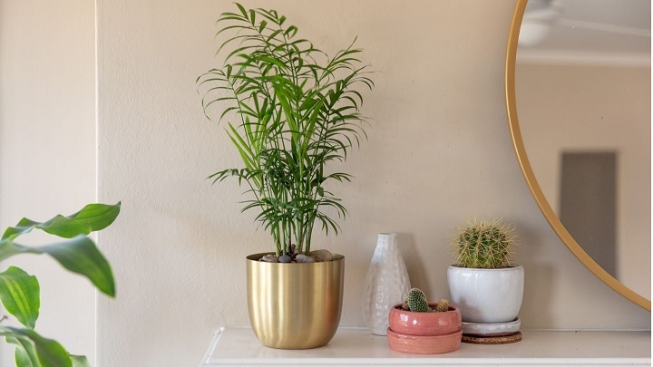 نخل شامادورا؛ گیاهی که به مراقبت نیاز ندارد